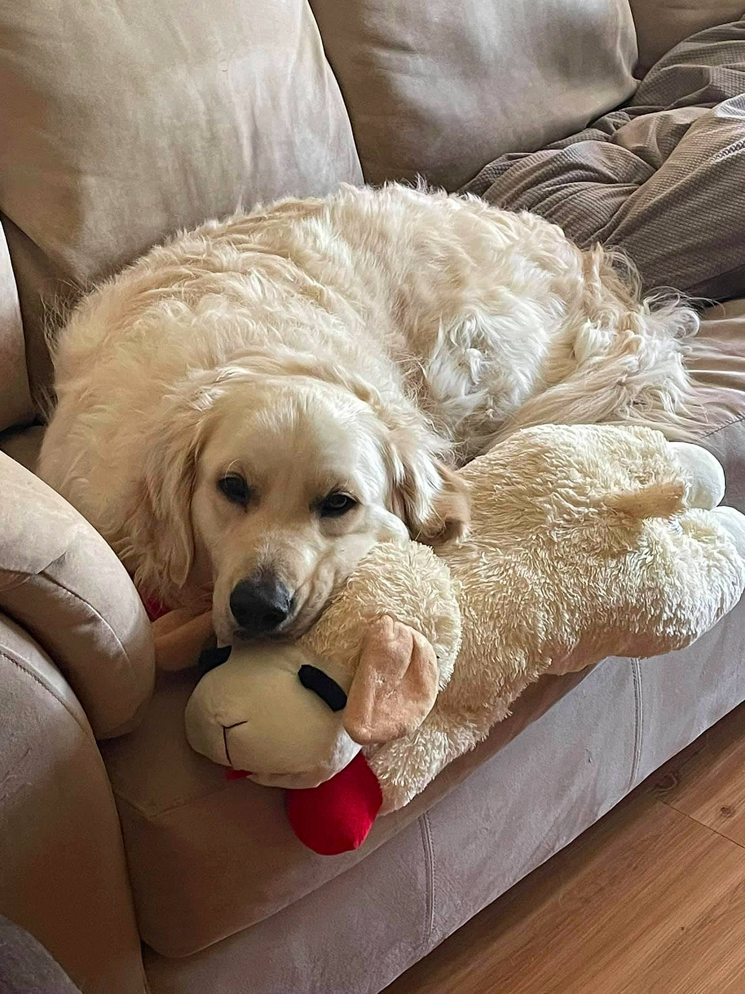 Willow is registered to the contest to win money with this photo: canidae, carnivore, comfort, companion_dog, couch, dog, dog_breed, dog_supply, fawn, floor, flooring, fur, mammal, pet_supply, rectangle, snout, studio_couch, white, wood, working_animal