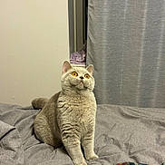 Kasumi is registered to the contest to win money with this photo: cat, gray_cat, orange_eyes, bed, blanket, curtain, indoor, furniture, pet, animal, fur, looking_up, cozy, resting, domestic, cute, alert, soft_texture, home, sleeping_area