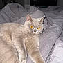 cat, pet, feline, indoor, bed, blanket, gray_cat, relaxed, lying_down, fur, whiskers, animal, cute, orange_eyes, cozy, domestic_cat, soft_texture, resting, sleepy, living_room