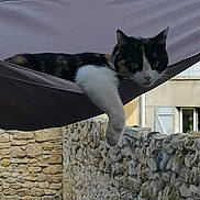 Nala participe au concours pour gagner de l'argent avec cette photo : animal, building, calm, cat, daylight, domestic_animal, feline, hammock, nature, outdoor, paw, pet, quiet, relaxed, resting, roof, shaded, stone_wall, village, window