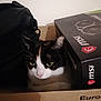 Nala participe au concours pour gagner de l'argent avec cette photo : animal, bag, black, box, calico, cardboard, cat, closeup, computer_box, curious, ears, face, feline, indoor, msi, pet, resting, snug, whiskers, yellow_eyes