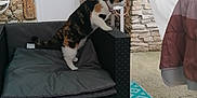 Nala a rejoint le concours — aidez-le/la à gagner de superbes lots ! calico_cat, cat, chair, curious, cushion, daylight, decor, domestic_animal, door, furniture, home, jar, looking, outdoor, patio, pet, relaxing, stone_wall, table, yellow_container