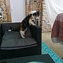 calico_cat, cat, chair, curious, cushion, daylight, decor, domestic_animal, door, furniture, home, jar, looking, outdoor, patio, pet, relaxing, stone_wall, table, yellow_container