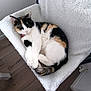 Nala participe au concours pour gagner de l'argent avec cette photo : black, calico, cat, chair, collar, cozy, curled_up, domestic_animal, feline, fluffy_blanket, fur, home, indoor, orange, pet, relaxed, resting, sleepy, white, wooden_floor