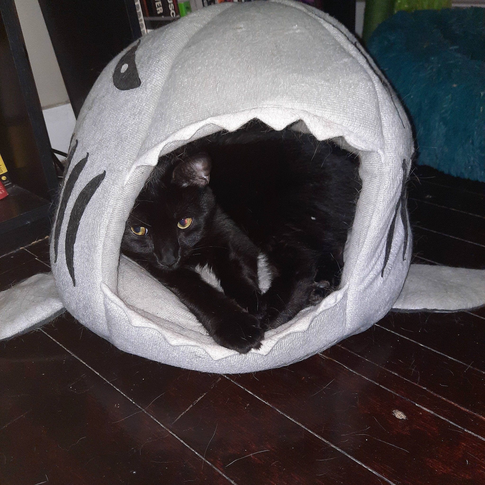 Elias is registered to the contest to win money with this photo: automotive_design, bag, ball, bean_bag, carnivore, cat, cat_bed, cat_supply, comfort, fashion_accessory, felidae, flooring, fur, grey, luggage_and_bags, personal_protective_equipment, small_to_medium_sized_cats, snout, terrestrial_animal, whiskers