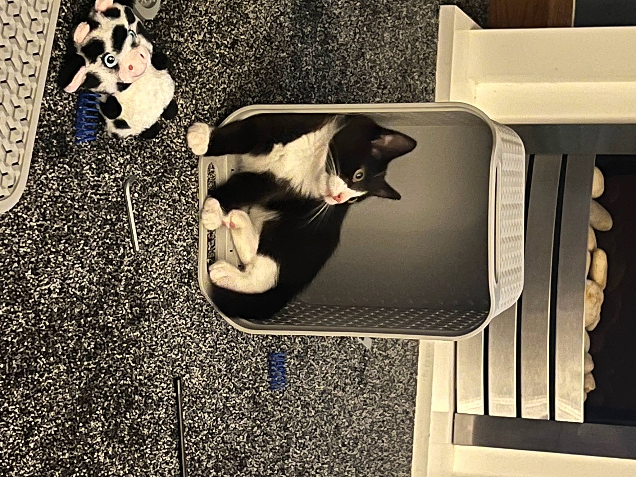 Rocky joined the competition — help win amazing prizes! art, black, carnivore, cat, comfort, companion_dog, eyewear, felidae, flooring, font, rectangle, room, shadow, sitting, small_to_medium_sized_cats, sunglasses, tail, tints_and_shades, whiskers, wood