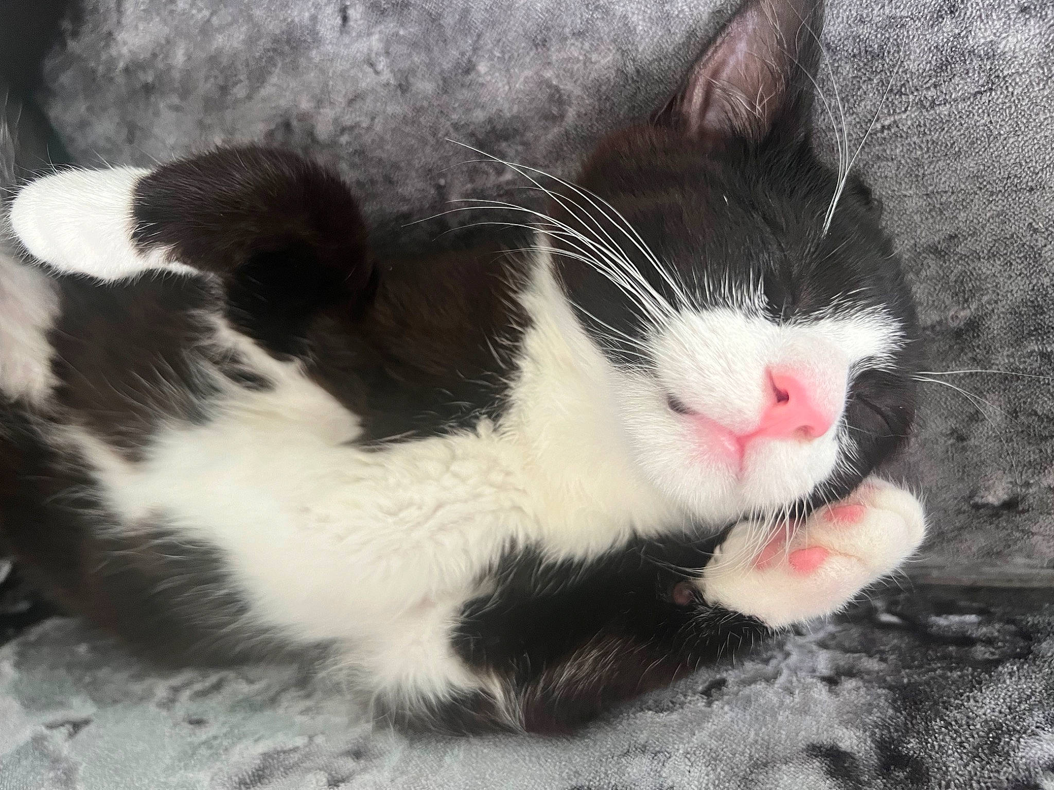 Rocky is registered to the contest to win money with this photo: carmine, carnivore, cat, claw, comfort, domestic_short_haired_cat, felidae, foot, fur, paw, small_to_medium_sized_cats, snout, tail, terrestrial_animal, whiskers