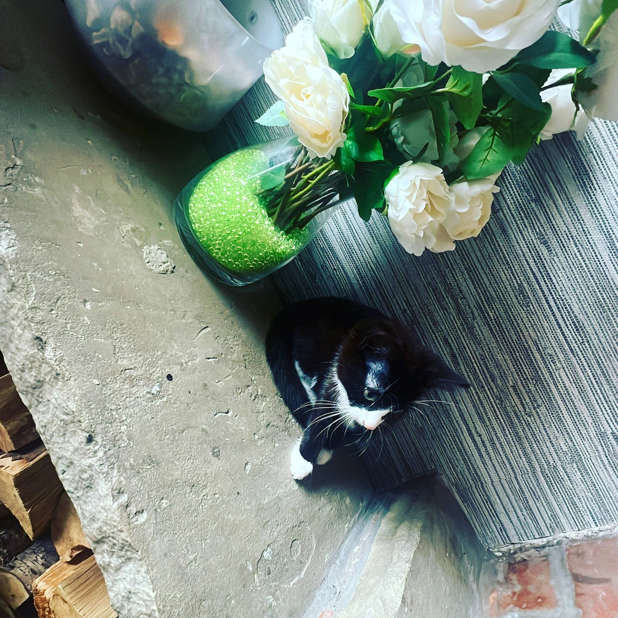 Rocky joined the competition — help win amazing prizes! artificial_flower, bouquet, cat, cut_flowers, fashion_accessory, feather, flooring, floral_design, flower, flower_arranging, flowering_plant, formal_wear, grass, hybrid_tea_rose, petal, plant, rose, rose_family, rose_order, wood