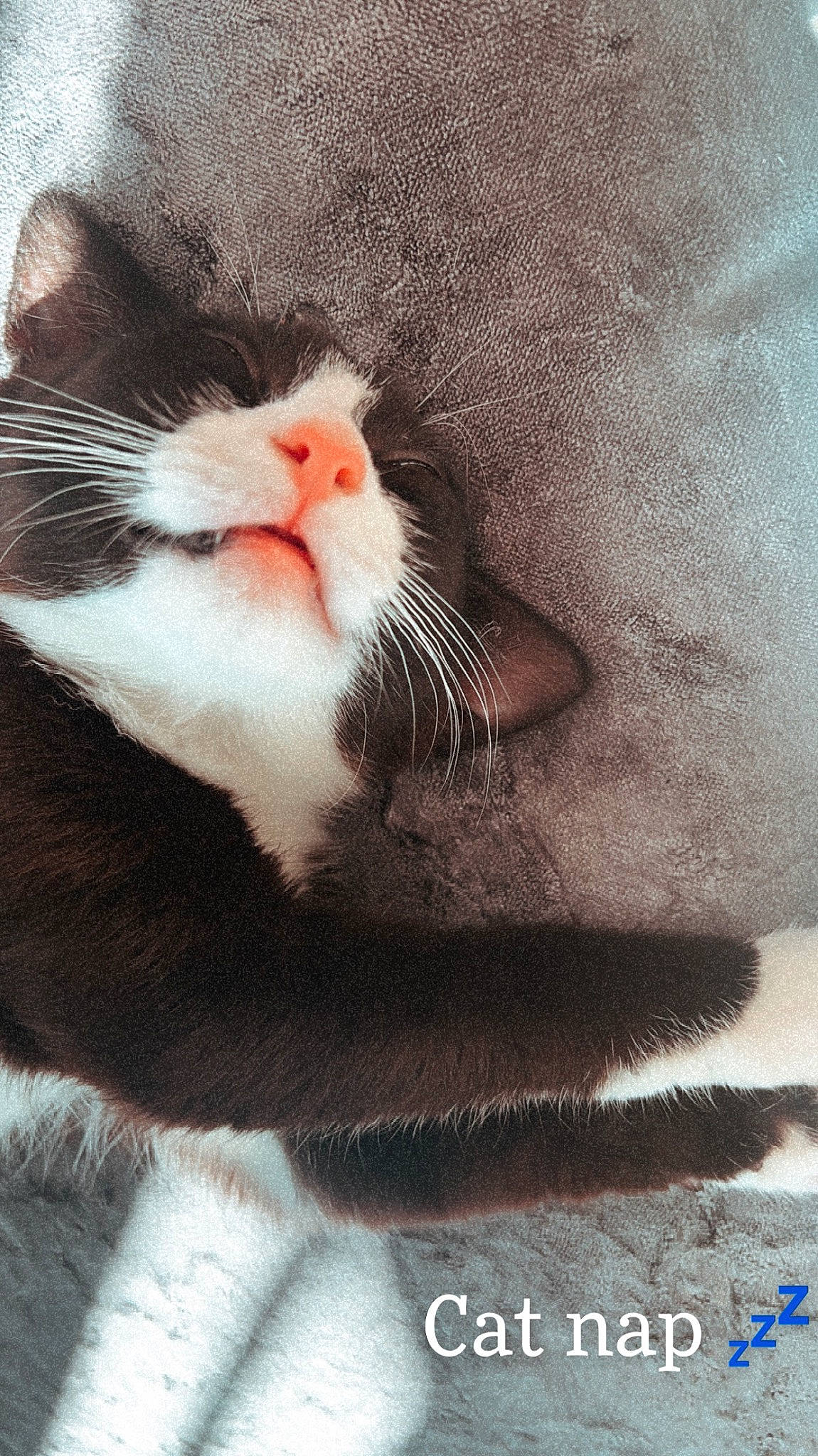 Rocky is registered to the contest to win money with this photo: carnivore, cat, claw, comfort, domestic_short_haired_cat, fawn, felidae, foot, fur, human_leg, paw, photo_caption, plant, small_to_medium_sized_cats, snout, tail, tree, whiskers