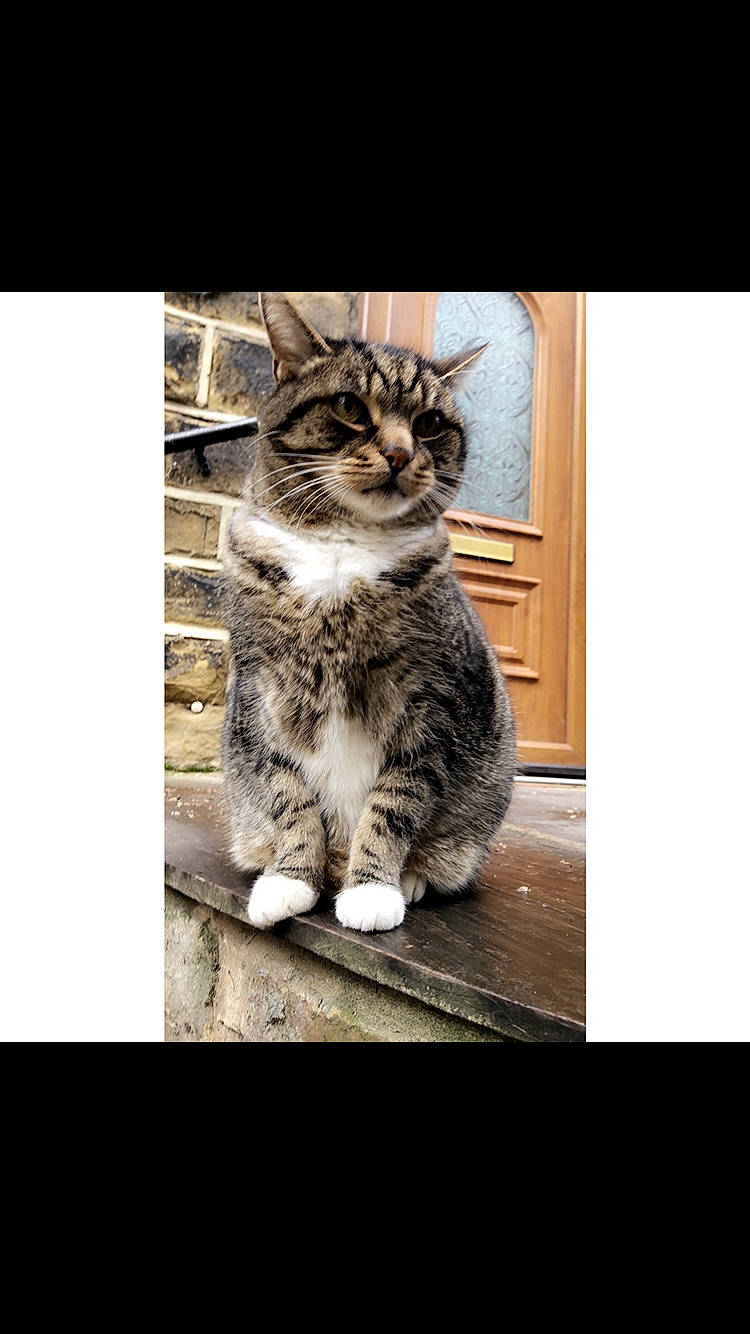 Mylo