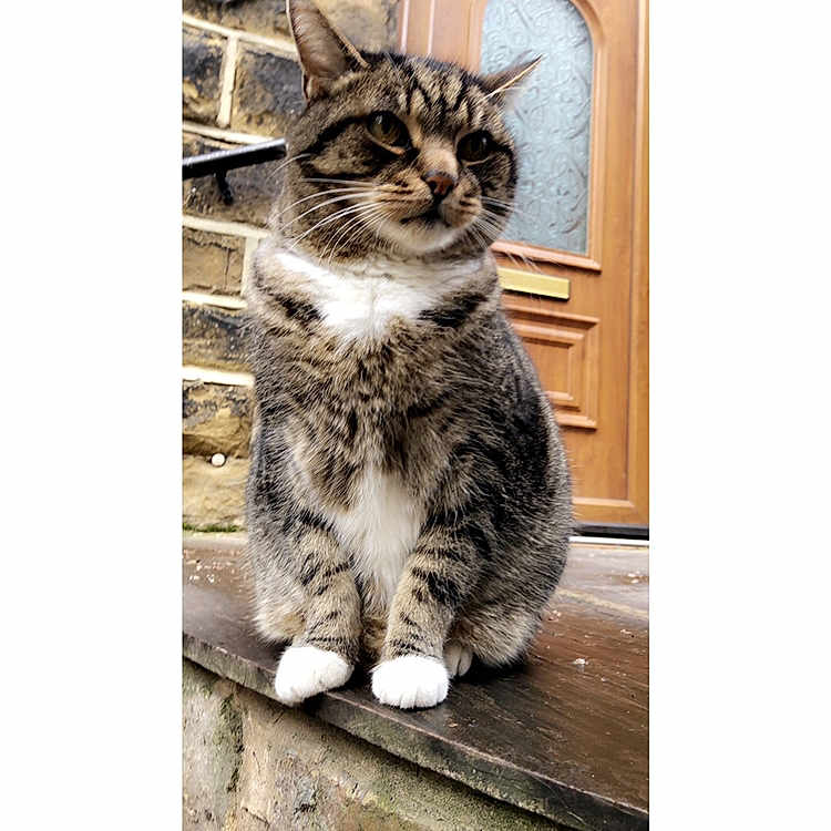 Mylo