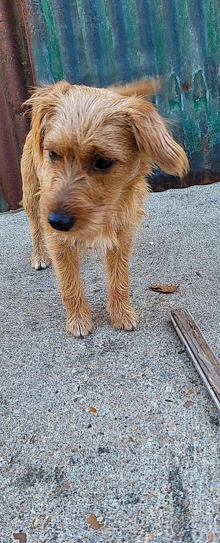 Simba a rejoint le concours — aidez-le/la à gagner de superbes lots ! asphalt, canidae, carnivore, companion_dog, dog, dog_breed, fur, road_surface, small_terrier, snout, soil, sporting_group, terrestrial_animal, terrier, working_animal, working_terrier