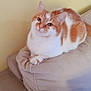 cat, orange_and_white, cushion, indoor, pet, feline, relaxed, cozy, fur, whiskers, ears, paws, resting, animal, cute, domestic, soft, sleepy, comfort, household
