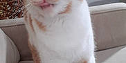 Etoile a rejoint le concours — aidez-le/la à gagner de superbes lots ! cat, orange_and_white, indoor, couch, furniture, pet, animal, whiskers, ears, face, legs, curious, closeup, soft, cozy, home, domestic, cute, feline, living_room