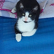 Félix a rejoint le concours — aidez-le/la à gagner de superbes lots ! animal, bed, black_and_white, blue_surface, cat, close_up, cozy, feline, fur, green_eyes, indoors, lying_down, paws, pet, pillows, pink_nose, portrait, sitting, tuxedo_cat, whiskers