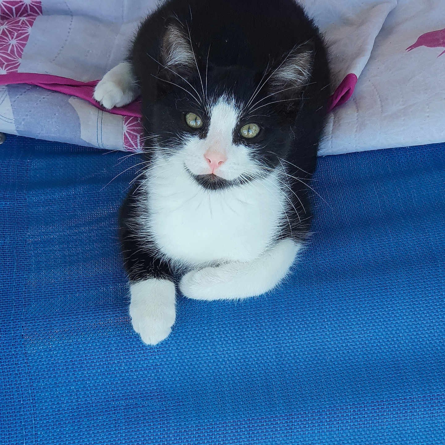 Félix