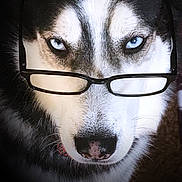 Damien is registered to the contest to win money with this photo: alaskan_malamute, canidae, carnivore, dog, dog_breed, eye, eyebrow, fur, glasses, head, lip, mammal, miniature_siberian_husky, nose, sakhalin_husky, siberian_husky, sled_dog, snout, vertebrate, whiskers