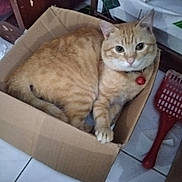Mickey participe au concours pour gagner de l'argent avec cette photo : cat, ginger_cat, cardboard_box, indoor, floor, pet, red_bell, collar, curious, feline, animal, domestic, cute, resting, clutter, plastic_scoop, box, looking_at_camera, tabby, whiskers