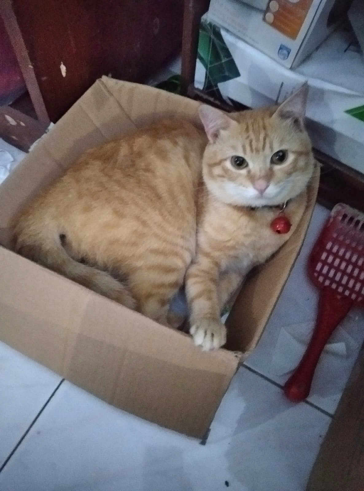 Mickey participe au concours pour gagner de l'argent avec cette photo : cat, ginger_cat, cardboard_box, indoor, floor, pet, red_bell, collar, curious, feline, animal, domestic, cute, resting, clutter, plastic_scoop, box, looking_at_camera, tabby, whiskers