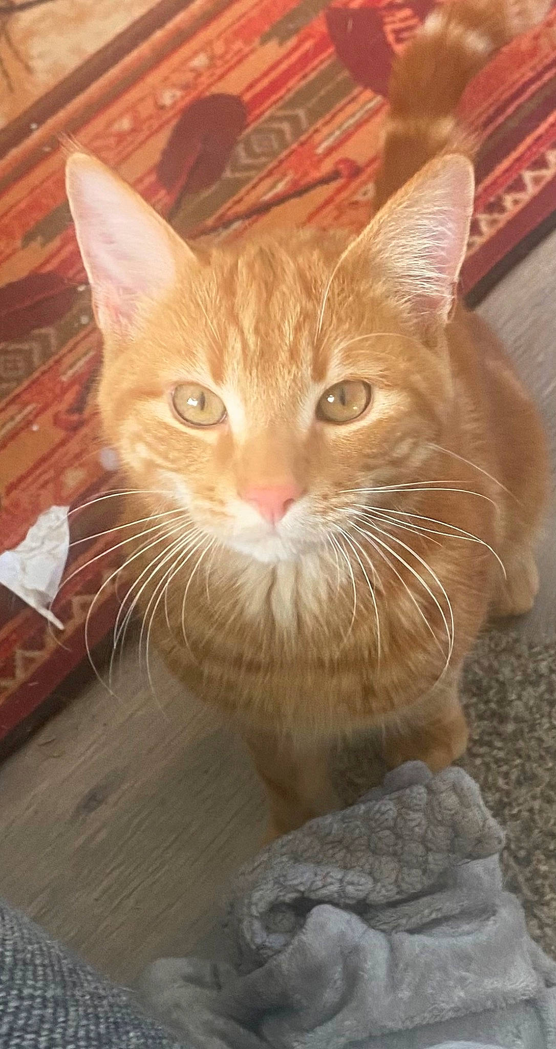 Milo is registered to the contest to win money with this photo: carnivore, cat, domestic_short_haired_cat, fawn, felidae, fur, paw, small_to_medium_sized_cats, snout, tail, whiskers, window, wood