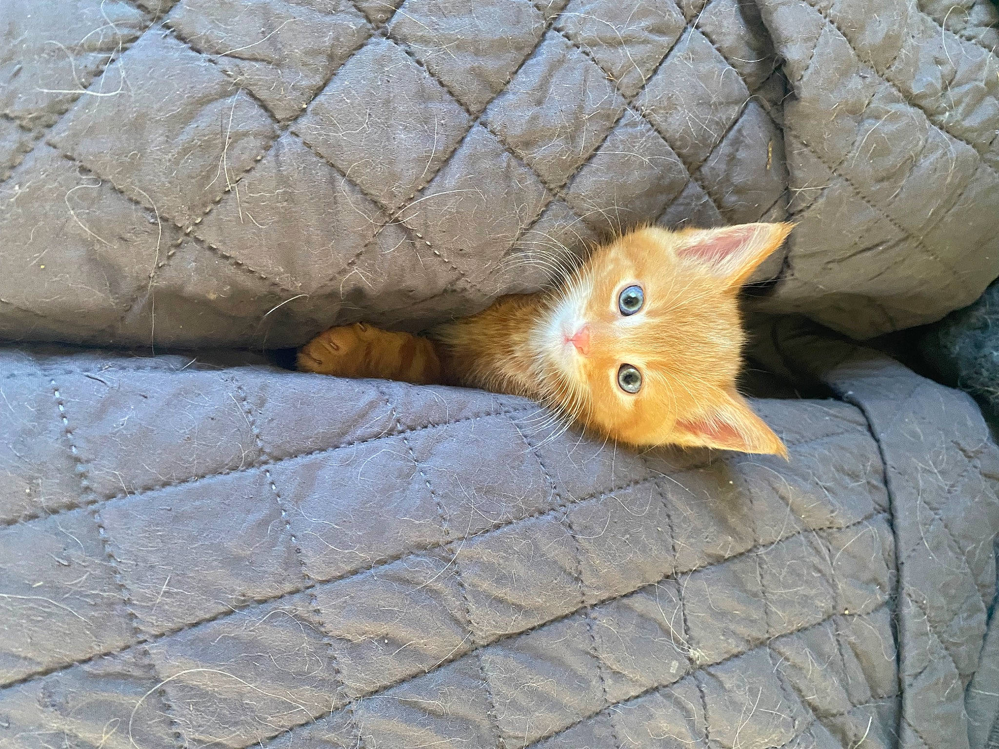 Milo joined the competition — help win amazing prizes! carnivore, cat, claw, comfort, domestic_short_haired_cat, fawn, felidae, flooring, fur, hardwood, human_leg, linens, pattern, paw, small_to_medium_sized_cats, snout, tail, textile, whiskers, wood