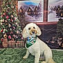 bandana, blanket, christmas_tree, cute, decorations, dog, festive, fur, green, holiday, indoor, pet, portrait, presents, seasonal, snow, village, white_dog, window, winter