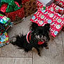 animal, black_dog, christmas, christmas_gifts, cute, dog, festive, floor, fur, gift_wrap, holiday, holiday_season, indoor, long_hair, pet, presents, red, small_dog, tile_floor, white