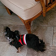 Finnegan is registered to the contest to win money with this photo: animal, black_fur, companion, cozy, curious, cute, dog, domestic, floor, furniture, house, indoor, long_hair, looking_up, pet, red_harness, small_dog, standing, tiled_floor, wooden_chair