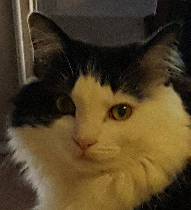 Kanan is registered to the contest to win money with this photo: carnivore, cat, domestic_short_haired_cat, felidae, fur, iris, plant, small_to_medium_sized_cats, snout, tree, whiskers, window