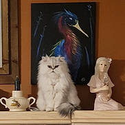 Hagrid is registered to the contest to win money with this photo: cat, fluffy, white_cat, sitting, painting, bird_painting, porcelain_figurine, shelf, indoor, decor, ornament, animal, pet, furniture, still_life, home, expression, cute, feline, art
