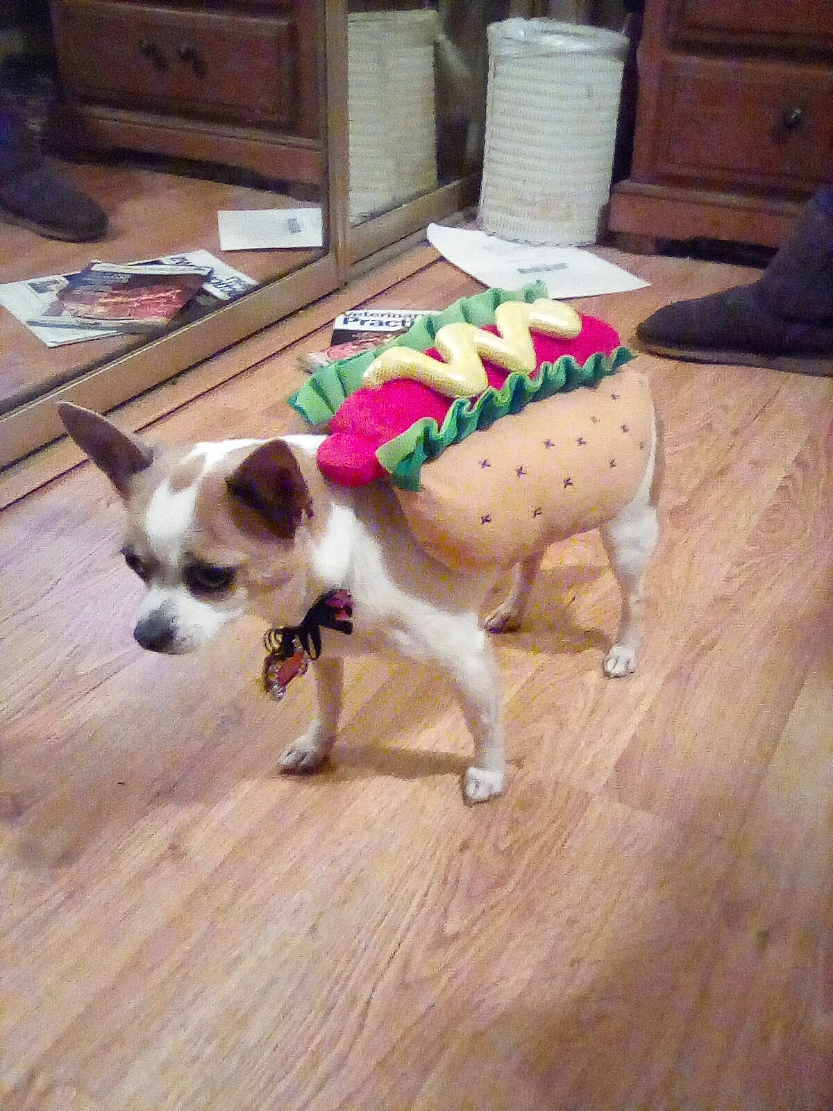 Scarlett joined the competition — help win amazing prizes! cabinetry, carnivore, collar, cupboard, dog, dog_breed, dog_supply, drawer, floor, flooring, hardwood, home, laminate_flooring, room, sideboard, snout, wood, wood_flooring, wood_stain, working_animal