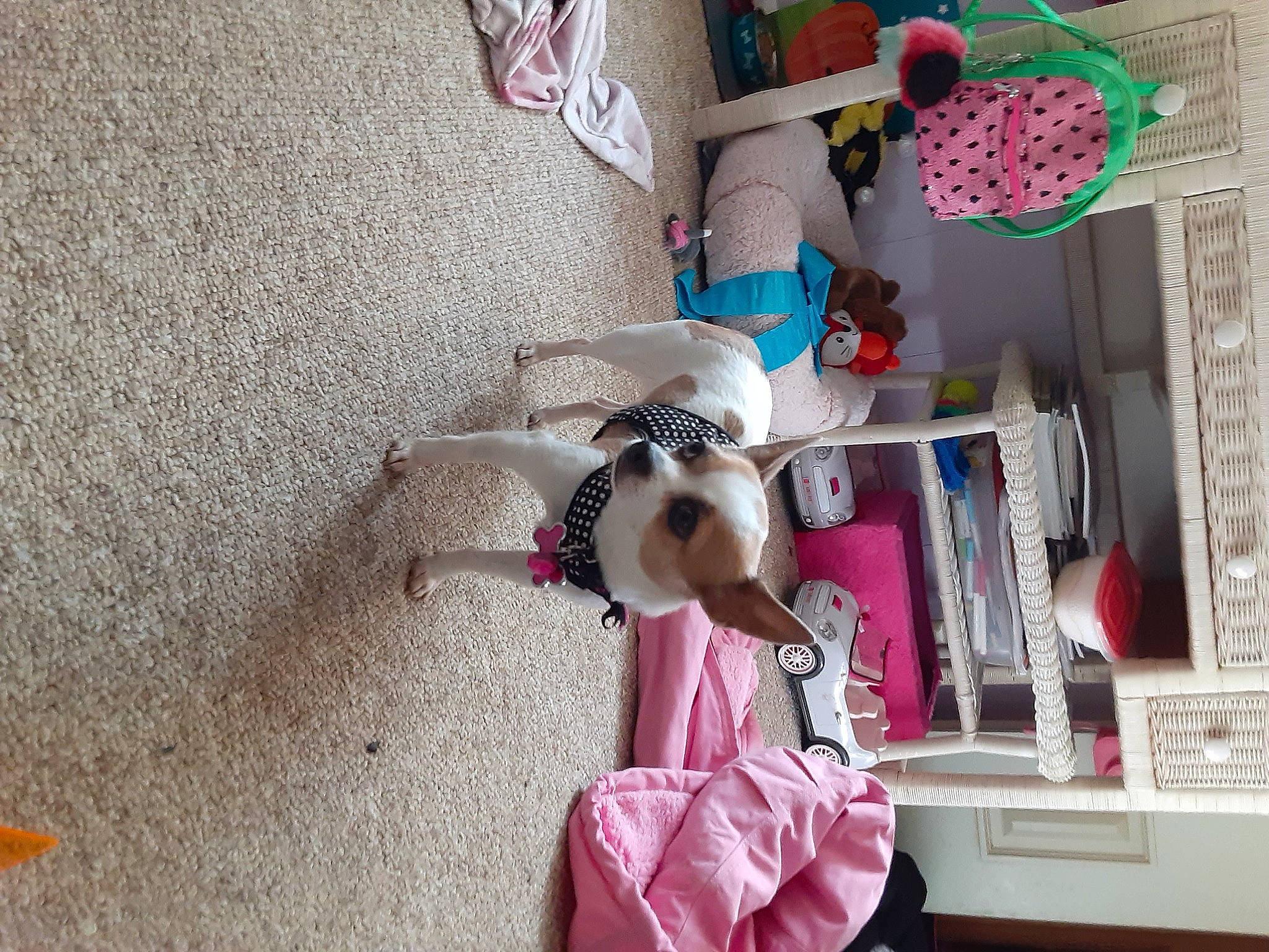 Scarlett joined the competition — help win amazing prizes! baby_toys, collection, companion_dog, dog_supply, dog_toy, pink, plastic_bag, plush, shelf, shelving, stuffed_toy, toy