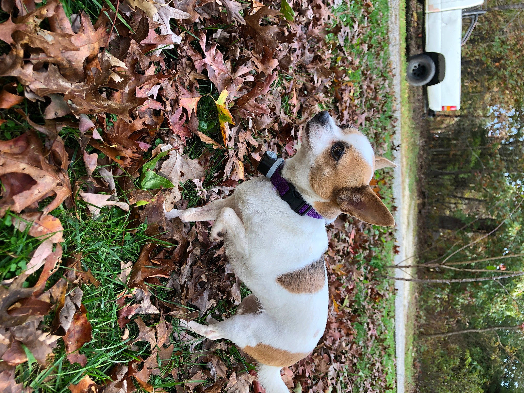 Scarlett is registered to the contest to win money with this photo: autumn, canidae, carnivore, collar, dog, dog_breed, dog_collar, groundcover, leaf, liver, pet_supply, sign, snout, tail, traffic_sign, working_animal
