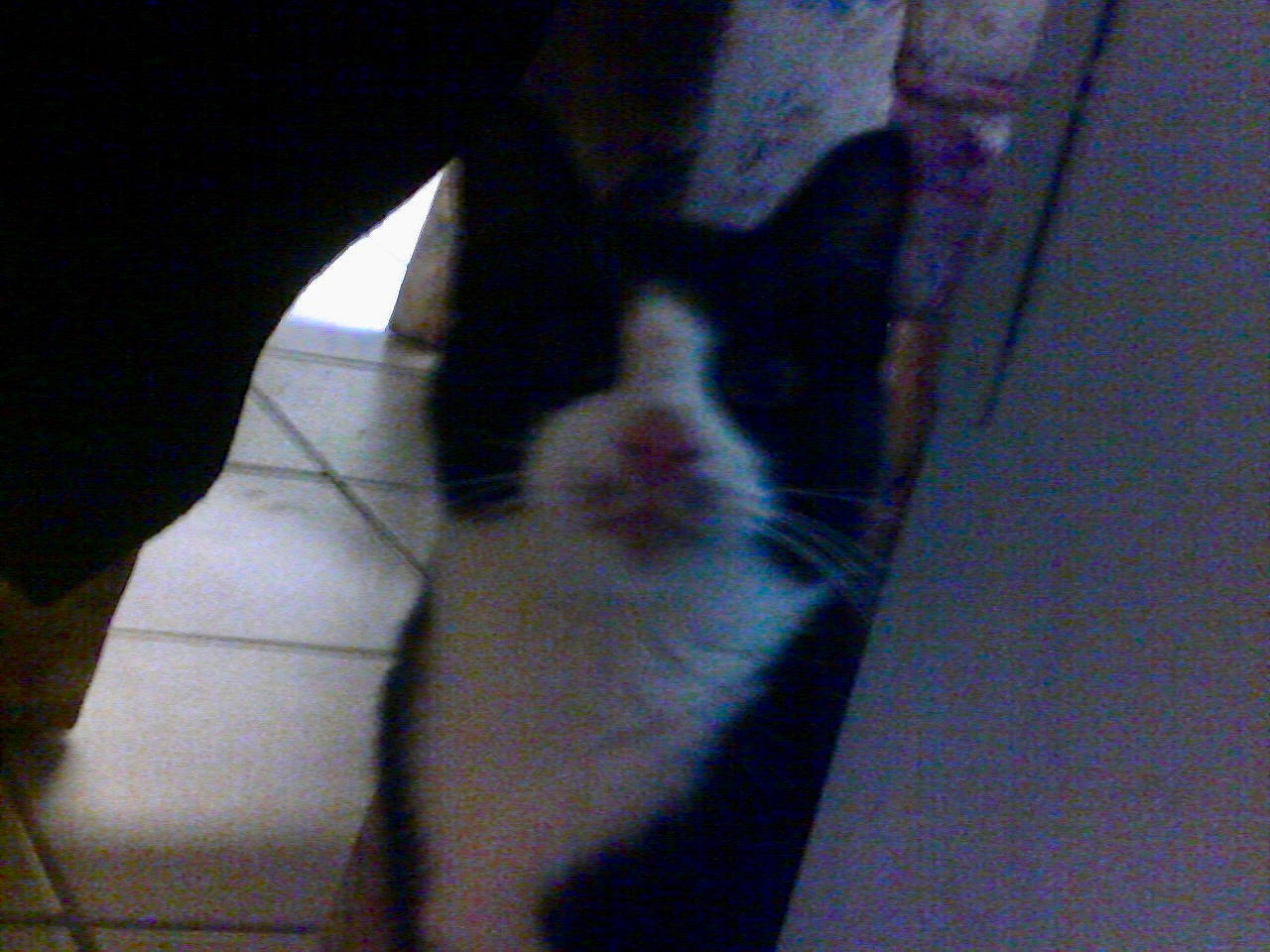 Ziggy joined the competition — help win amazing prizes! black, carnivore, cat, felidae, foot, small_to_medium_sized_cats, snout, vertebrate, whiskers