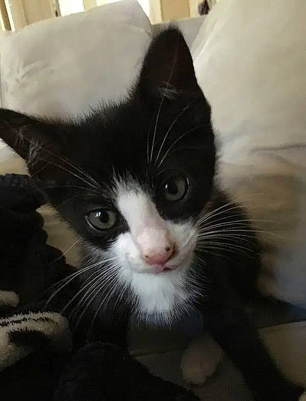 Ziggy is registered to the contest to win money with this photo: black, black_and_white, carnivore, cat, domestic_short_haired_cat, felidae, fur, iris, mammal, monochrome_photography, pet_supply, small_to_medium_sized_cats, snout, terrestrial_animal, vertebrate, whiskers