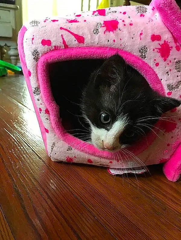 Ziggy joined the competition — help win amazing prizes! carnivore, cat, felidae, floor, flooring, fur, hardwood, kitten, laminate_flooring, linens, magenta, pet_supply, pink, small_to_medium_sized_cats, snout, varnish, whiskers, wood, wood_flooring, wood_stain