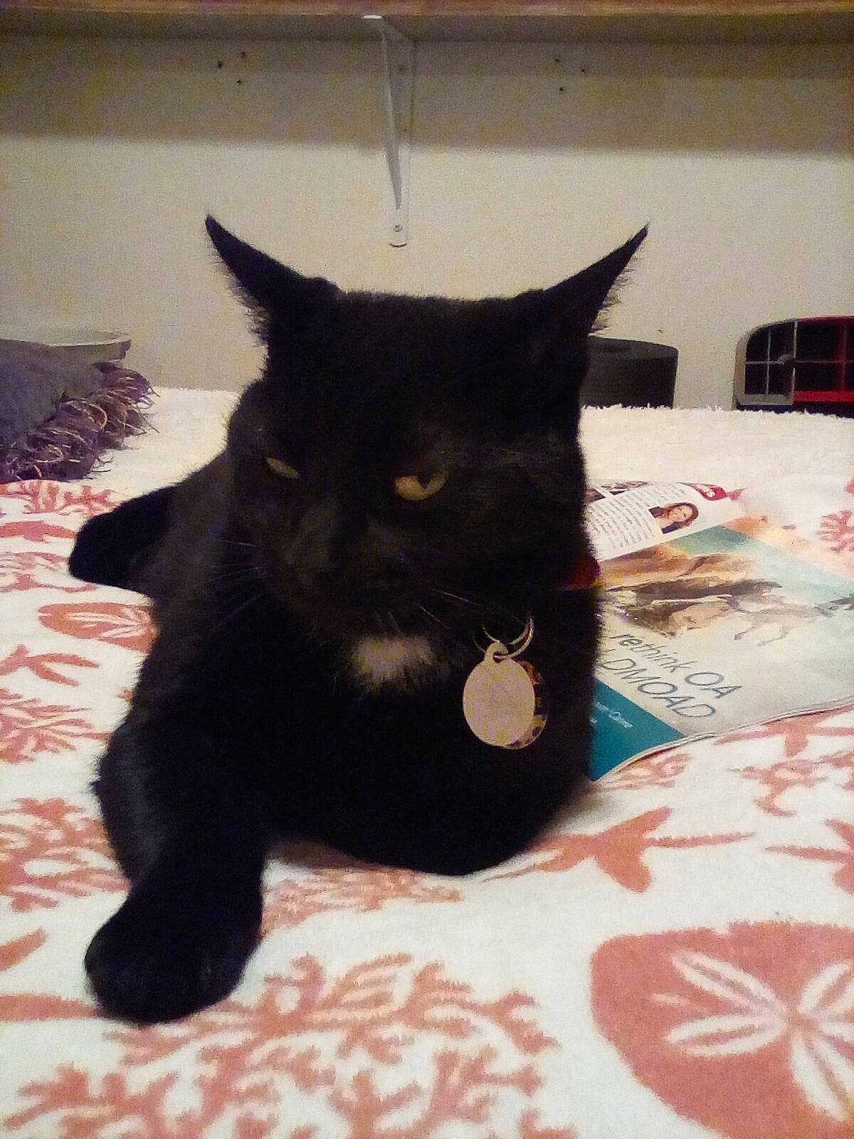 Chocolate is registered to the contest to win money with this photo: black_cat, carnivore, cat, domestic_short_haired_cat, felidae, fur, home_accessories, linens, mammal, small_to_medium_sized_cats, snout, tail, terrestrial_animal, whiskers