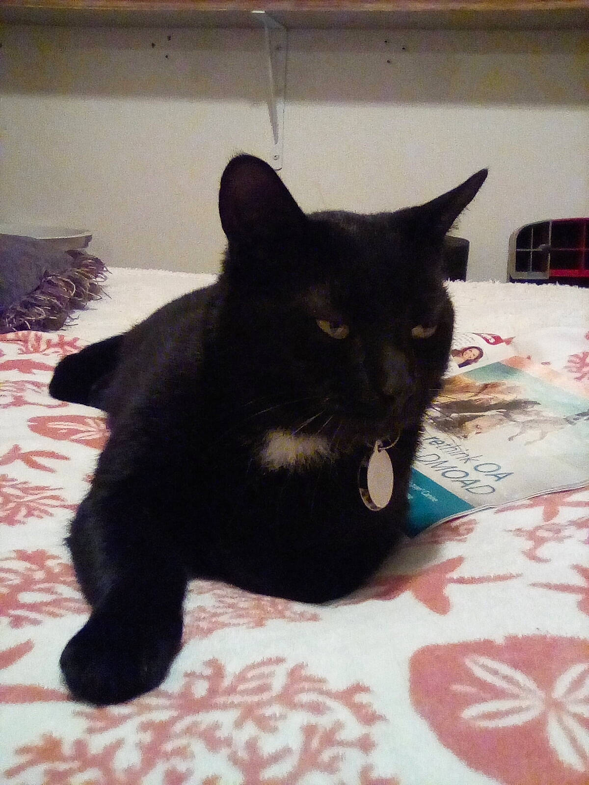 Chocolate is registered to the contest to win money with this photo: black, black_cat, bombay, carnivore, cat, comfort, domestic_short_haired_cat, felidae, fur, home_accessories, linens, mammal, small_to_medium_sized_cats, snout, tail, terrestrial_animal, vertebrate, whiskers