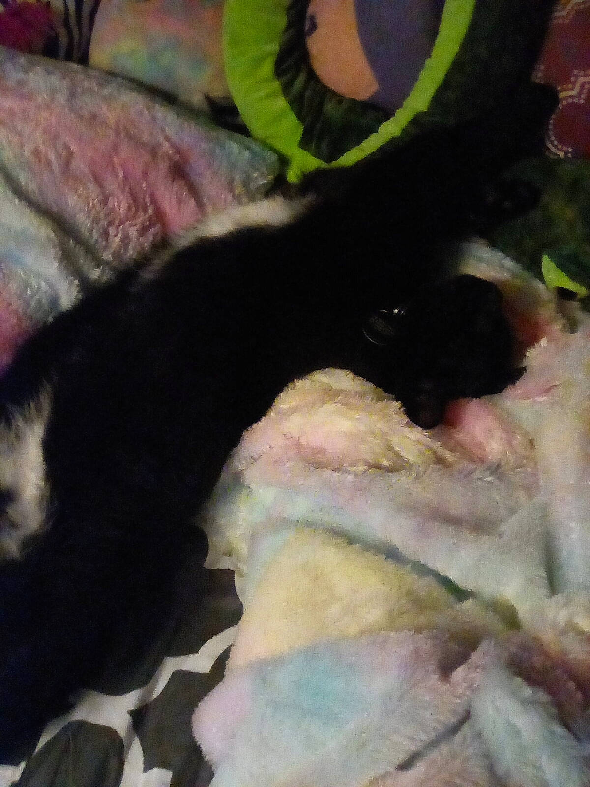 Chocolate joined the competition — help win amazing prizes! carnivore, cat, claw, felidae, fur, green, pink, small_to_medium_sized_cats