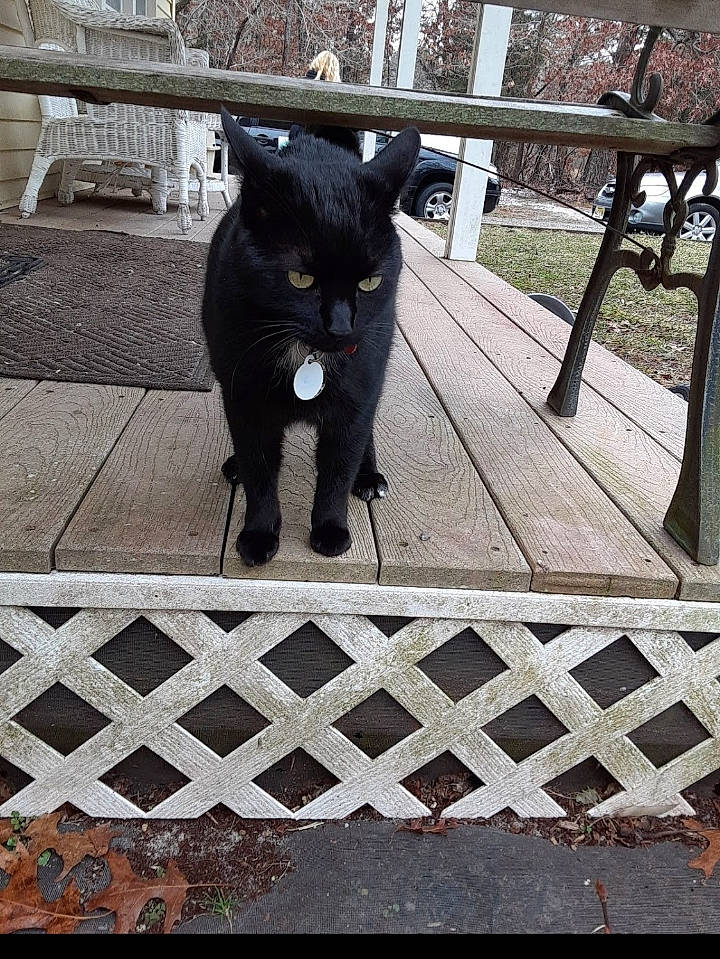 Chocolate joined the competition — help win amazing prizes! black, black_cat, bombay, carnivore, cat, domestic_short_haired_cat, felidae, fence, fur, grey, line, plant, rectangle, road_surface, small_to_medium_sized_cats, snout, tail, terrestrial_animal, tree, whiskers