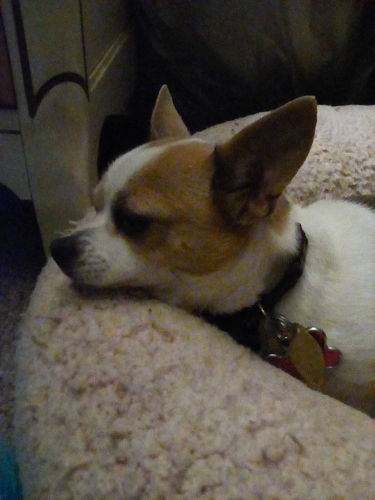 Scarlett joined the competition — help win amazing prizes! canidae, carnivore, chihuahua, collar, companion_dog, dog, dog_breed, fawn, mammal, non_sporting_group, snout, sporting_group, vertebrate, working_animal, working_dog