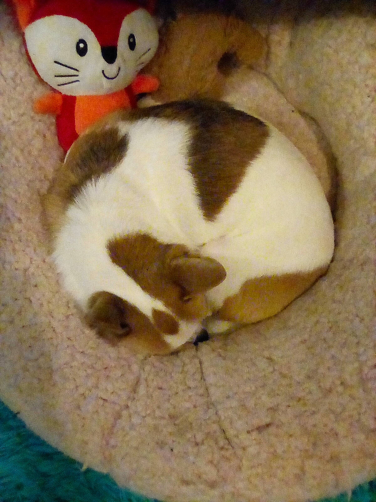 Scarlett joined the competition — help win amazing prizes! carnivore, cat, domestic_short_haired_cat, fawn, felidae, fur, mammal, organism, pet_supply, small_to_medium_sized_cats, snout, stuffed_toy, tail, terrestrial_animal, vertebrate, whiskers, yellow