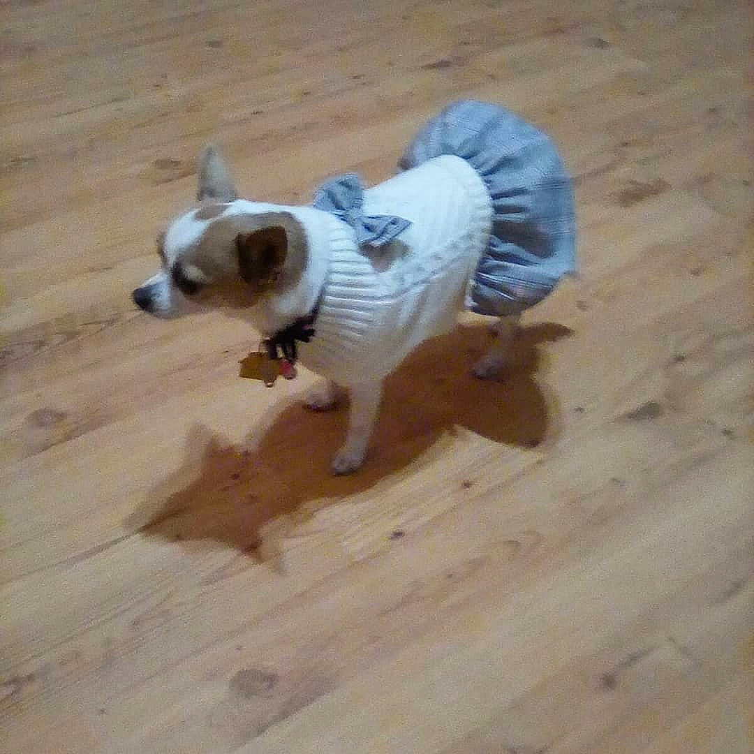 Scarlett joined the competition — help win amazing prizes! canidae, carnivore, companion_dog, dog, dog_breed, dog_clothes, dog_supply, fawn, hardwood, mammal, non_sporting_group, pet_supply, puppy, sand, snout, terrestrial_animal, toy_dog, vertebrate, wood_stain, working_animal