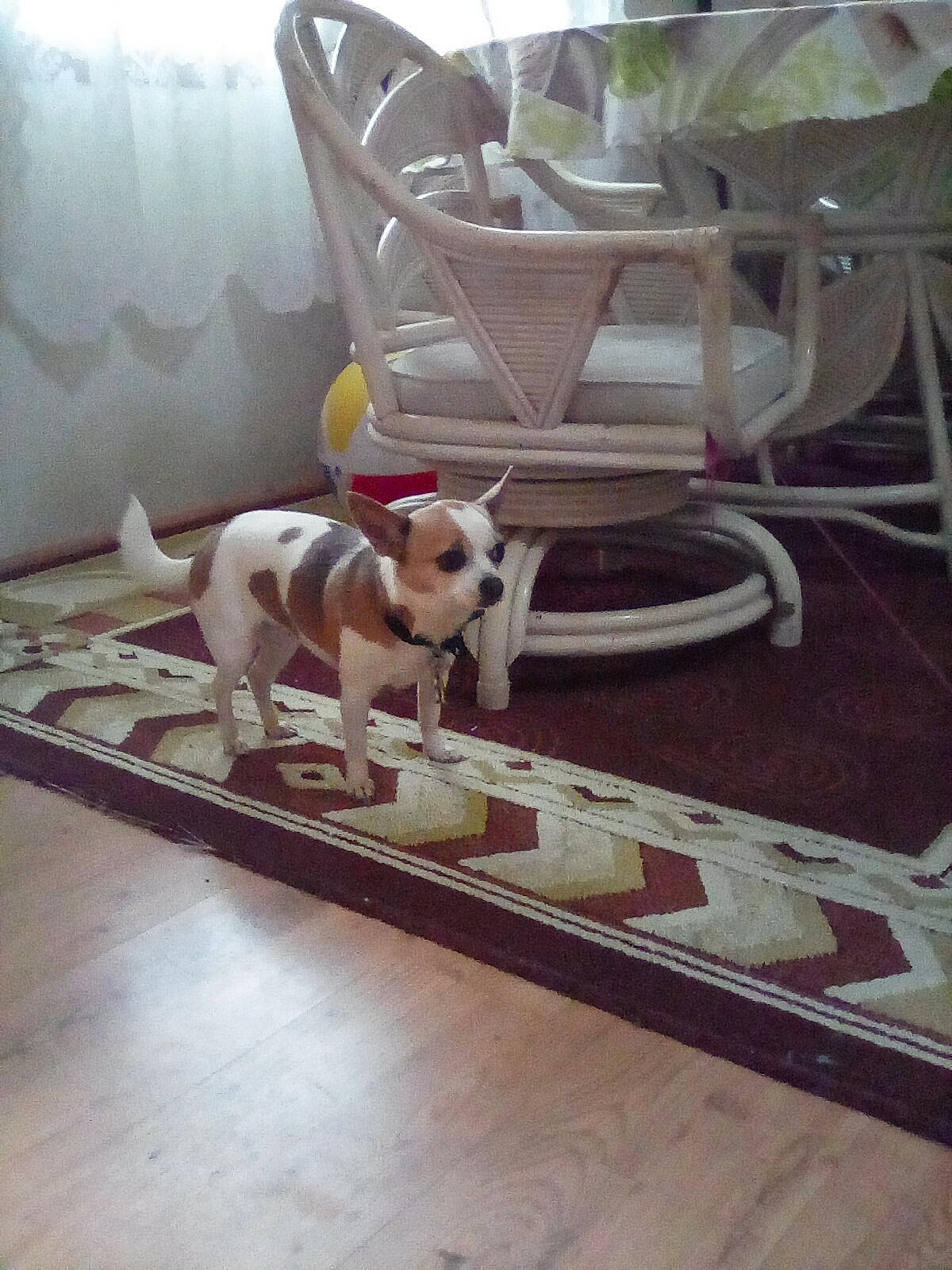 Scarlett is registered to the contest to win money with this photo: canidae, carnivore, collar, companion_dog, dog, dog_breed, dog_collar, dog_supply, fawn, floor, jack_russell_terrier, non_sporting_group, outdoor_furniture, pet_supply, snout, sporting_group, tail, working_animal, working_dog