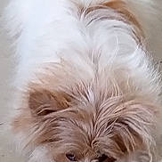 Ali is registered to the contest to win money with this photo: dog, fluffy, white_fur, brown_fur, lying_down, floor, pet, animal, cute, relaxed, sleepy, indoors, close_up, mammal, companion, fur, canine, paw, snout, resting