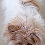 dog, fluffy, white_fur, brown_fur, lying_down, floor, pet, animal, cute, relaxed, sleepy, indoors, close_up, mammal, companion, fur, canine, paw, snout, resting