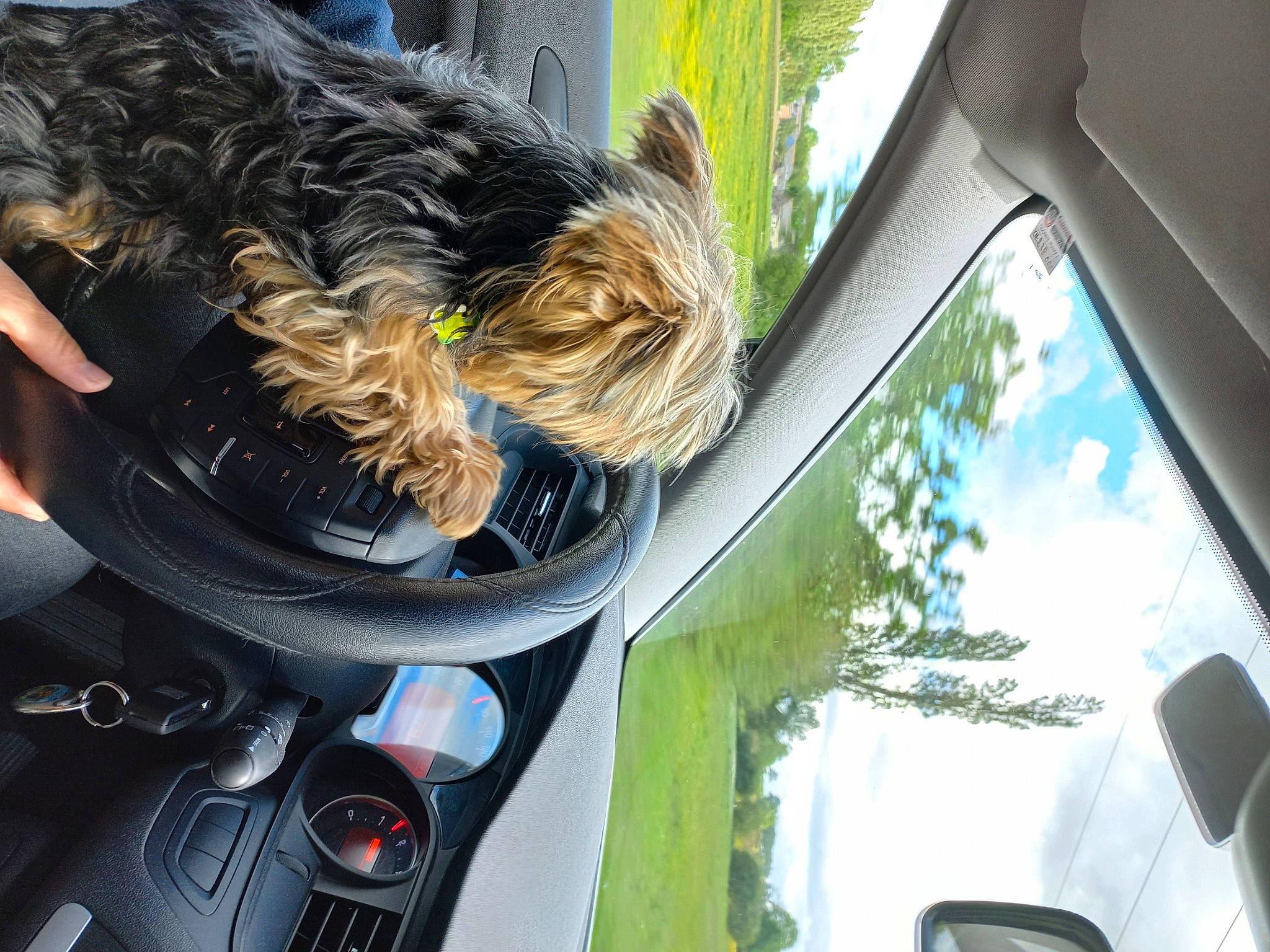 Heidi a rejoint le concours — aidez-le/la à gagner de superbes lots ! auto_part, automotive_design, automotive_exterior, automotive_lighting, automotive_mirror, car, carnivore, companion_dog, dog, dog_breed, hood, light, motor_vehicle, plant, rear_view_mirror, tints_and_shades, tree, vehicle, vehicle_door, windshield