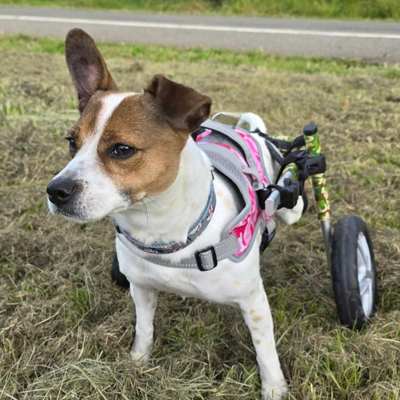 Bailey joined the competition — help win amazing prizes! accessories, alloywheel, animal, canine, car, carwheel, dog, grass, machine, outdoors, pet, plant, puppy, soil, spoke, strap, tire, transportation, vegetation, wheel