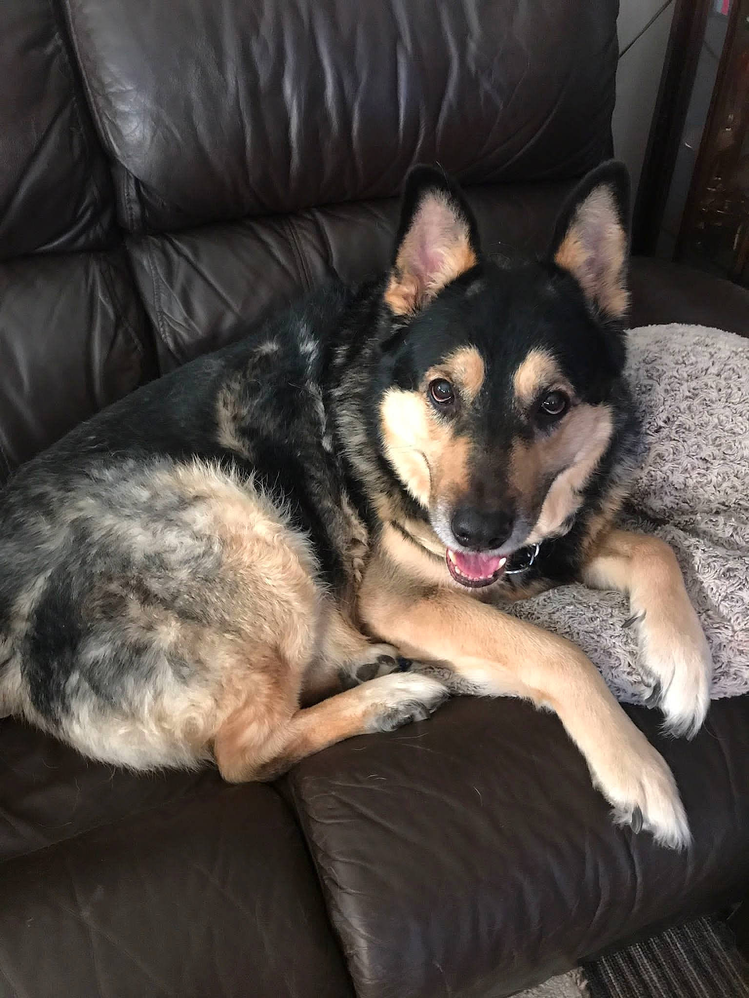 Ruby joined the competition — help win amazing prizes! canidae, carnivore, comfort, companion_dog, couch, dog, dog_breed, dog_supply, foot, fur, herding_dog, lap, living_room, paw, sitting, sporting_group, terrestrial_animal, working_animal, working_dog