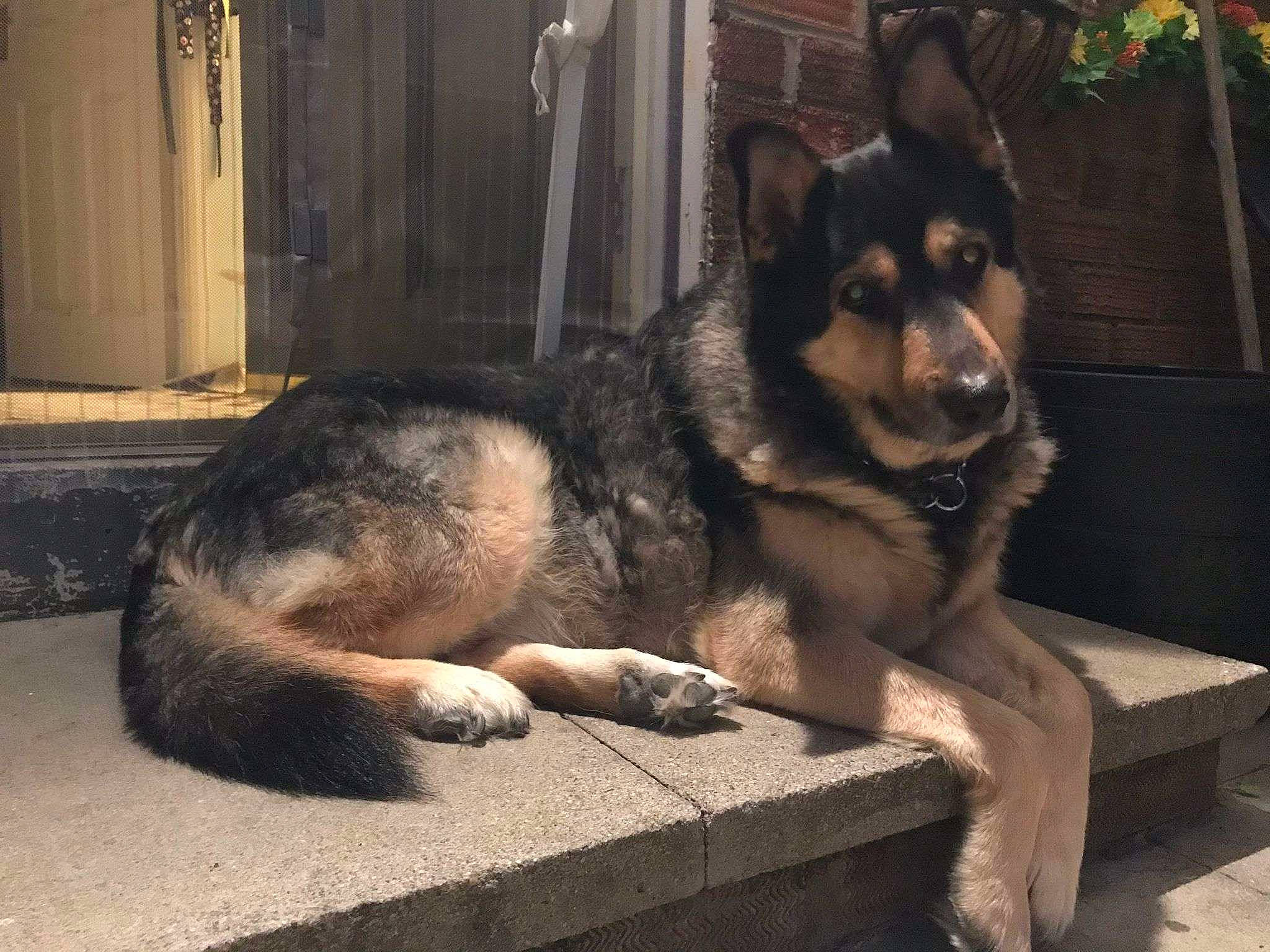 Ruby is registered to the contest to win money with this photo: ancient_dog_breeds, canidae, carnivore, companion_dog, dog, dog_breed, door, fawn, foot, fur, grey, guard_dog, sitting, snout, sporting_group, terrestrial_animal, tree, window, working_animal, working_dog